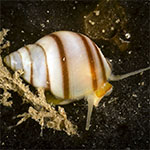 Lacuna vincta